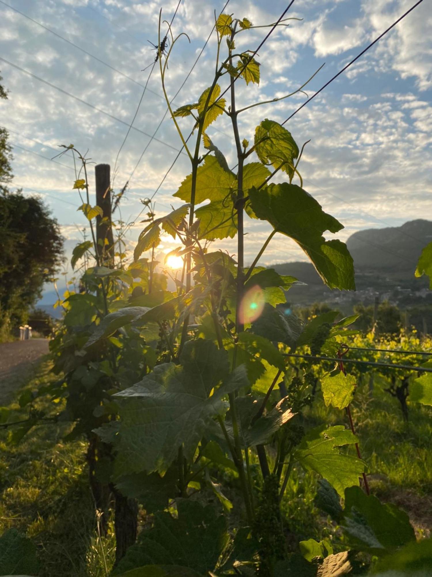 Agritur Verderame Trento Exterior foto